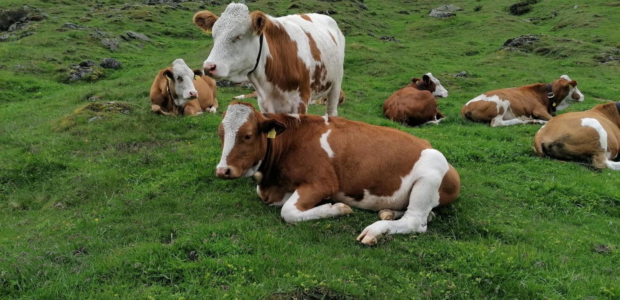 מלון Ahrntal Oberjahrl מראה חיצוני תמונה